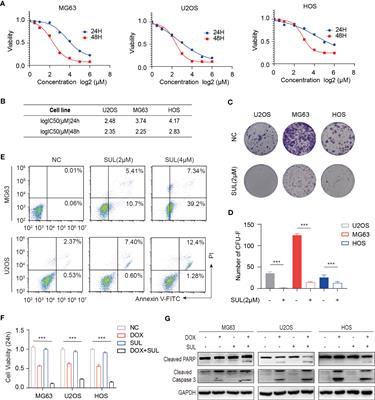 Sulfatinib, a novel multi-targeted tyrosine kinase inhibitor of FGFR1, CSF1R, and VEGFR1–3, suppresses osteosarcoma proliferation and invasion via dual role in tumor cells and tumor microenvironment